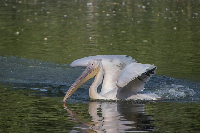 末日游戏降临我氪金十个亿-氪金策略与风控清单