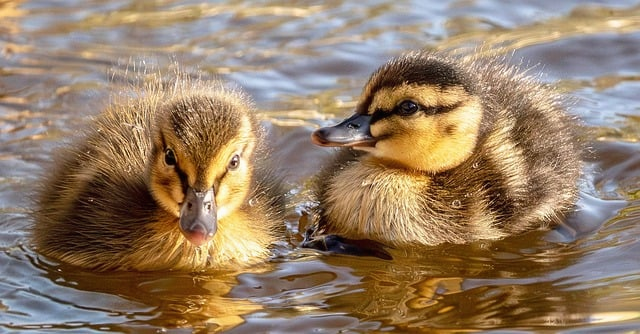 王者是pvp游戏吗从匹配机制到排位生态，我用2026年的视角讲透