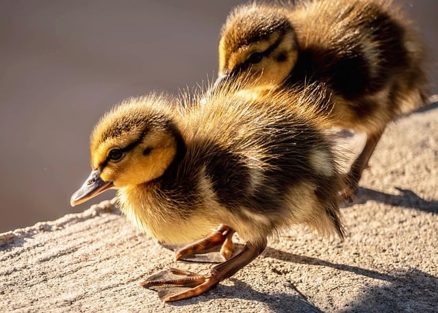 西普大陆手游新手攻略：别再乱养了，这份开荒干货真的能少走很多弯路