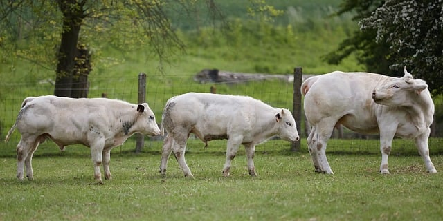 中村悠一配过的角色盘点：为什么他的声音，总能把“强大感”和“松弛感”一起演出来